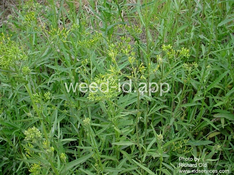 burnweed, Australian